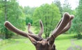 Antlers on antlered stag deer head natural background