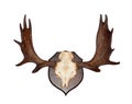 Antlers Royalty Free Stock Photo