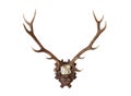 Antlers from a huge stag mounted on wood board Royalty Free Stock Photo