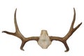 Moose antlers on white background Royalty Free Stock Photo