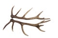 Antlers of a Red Deer Stag Isolated Royalty Free Stock Photo