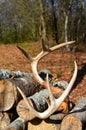 Antlers resting on a stack of firewood Royalty Free Stock Photo