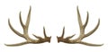 Antlers Royalty Free Stock Photo