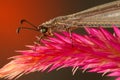 Antlion Royalty Free Stock Photo