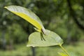 Antlion bug sitting on a walnut leaf Royalty Free Stock Photo
