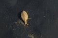 Antlion Royalty Free Stock Photo