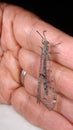 Antlion. Exotic vet, Biologist holding an ant lion.