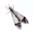 Antlion Royalty Free Stock Photo