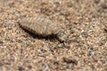 The antlion larva