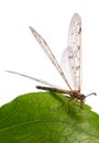 Antlion, specie of insect in the family Myrmeleontidae order Neuroptera, or net-winged insects, namely the adult insect,  imago of Royalty Free Stock Photo