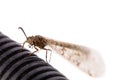 Antlion, specie of insect in the family Myrmeleontidae order Neuroptera, or net-winged insects, namely the adult insect,  imago of Royalty Free Stock Photo