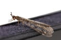 Antlion, specie of insect in the family Myrmeleontidae order Neuroptera, or net-winged insects, namely the adult insect, imago of