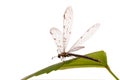 Antlion, specie of insect in the family Myrmeleontidae order Neuroptera, or net-winged insects, namely the adult insect,  imago of Royalty Free Stock Photo