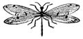 Antlion, vintage illustration