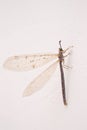 Antlionfly Royalty Free Stock Photo