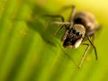 Antmimic jumping spider with nice background color Royalty Free Stock Photo