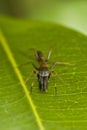 Antmimicking spider (Myrmarachne): face view