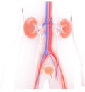Antomic 3D illustration of the urinary system, semi-transparent kidneys.