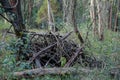 Hump Of Trees Branches At Karura Forest Sigiria Gate Nairobi City County Kenya East African Royalty Free Stock Photo