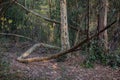 Tree Coiling Itself On The Ground At Karura Forest Sigiria Gate Nairobi City County Kenya East Africa Royalty Free Stock Photo