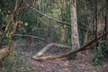 Tree Coiling Itself On The Ground At Karura Forest Sigiria Gate Nairobi City County Kenya East African Royalty Free Stock Photo