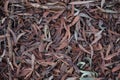 Tree Dry Leaves On The Ground At Karura Forest Sigiria Gate Nairobi City County Kenya East Africa Royalty Free Stock Photo