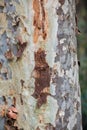 Tree Trunk At The Karura Forest Sigiria Gate Nairobi City County Kenya East African Royalty Free Stock Photo