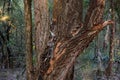 Tree Trunk At The Karura Forest Sigiria Gate Nairobi City County Kenya East African Royalty Free Stock Photo