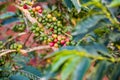 Coffee Ripe Beans Red Green Farm Plantation Plant Trees Nature Landscape In Kiambu County Kenya East African