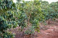 Coffee Ripe Beans Red Green Farm Plantation Plant Trees Nature Landscape In Kiambu County Kenya East Africa