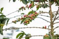 Coffee Ripe Beans Red Green Farm Plantation Plant Trees Nature Landscape In Kiambu County Kenya East African