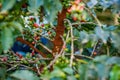 Coffee Ripe Beans Red Green Farm Plantation Plant Trees Nature Landscape In Kiambu County Kenya East Africa