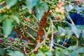 Coffee Ripe Beans Red Green Farm Plantation Plant Trees Nature Landscape In Kiambu County Kenya East Africa