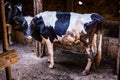 Cows Domestic Animals In The Shade Gazing In Kakamega County Kenya East African