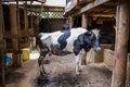 Cows Domestic Animals In The Shade Gazing In Kakamega County Kenya East African