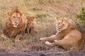 Lion, Lioness and The Cub Family Kenyan African portrait on savanna landscape in the Maasai Mara National Reserve  Narok Count Royalty Free Stock Photo