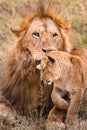 Lion and The Cub Family Kenyan African portrait on savanna landscape in the Maasai Mara National