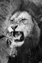 Black And White Scarely Roaring Lion At The Cub Family Kenyan African portrait on savanna landscape in the Maasai Mara National