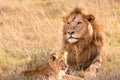 Male African lion And his cub during a portrait at the Maasai Mara National Reserve Royalty Free Stock Photo