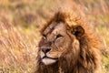 Male Kenyan African lion portrait at the Maasai Royalty Free Stock Photo