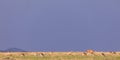 Wildlife Animals Grazing On A Sunny Day Maasai Mara National Reserve in Narok County Kenya Royalty Free Stock Photo