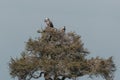 Two vultures sitting in a tree in the grasslands of the Maasai Mara Royalty Free Stock Photo