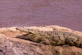 Nile crocodile Basking in Mara River at Maasai Mara National Game Reserve Royalty Free Stock Photo