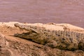 Nile crocodile Basking in Mara River at Maasai Mara National Game Reserve Narok County Royalty Free Stock Photo