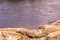 Nile crocodile Basking in Mara River at Maasai Mara National Game Reserve Narok County Royalty Free Stock Photo