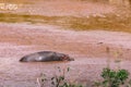 Hippopotamus amphibius walking in Mara river at the Maasai Mara National Park Game Reserve Naron County Royalty Free Stock Photo