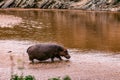 Hippopotamus amphibius walking in Mara river at the Maasai Mara National Park Game Reserve Naron County Royalty Free Stock Photo