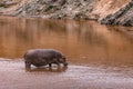 Hippopotamus amphibius walking in Mara river at the Maasai Mara National Park Game Reserve Naron County Royalty Free Stock Photo