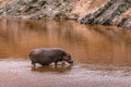 Hippopotamus amphibius walking in Mara river at the Maasai Mara National Park Game Reserve Naron County Royalty Free Stock Photo