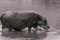 Hippopotamus amphibius walking in Mara river at the Maasai Mara National Park Game Reserve Naron County Royalty Free Stock Photo